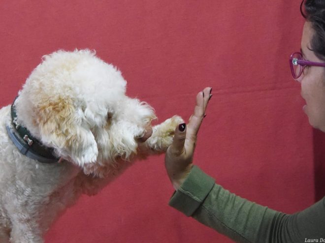 Pet Therapy questa sconosciuta