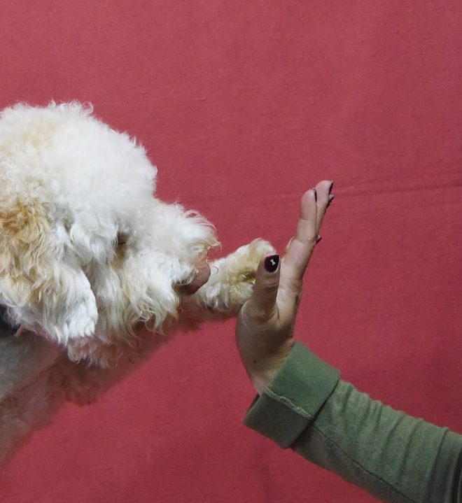 Pet Therapy questa sconosciuta